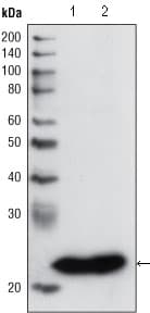 IHC-plus™ Monoclonal Mouse anti-Human GSTP1 / GST Pi Antibody (clone 3F2C2, IHC, IF, WB)