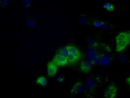 CYP1A2 Antibody (clone OTI1E12)