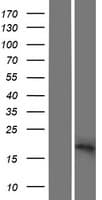 SFT2D2 Protein (Over-Expression Lysate Myc-DDK (Flag))