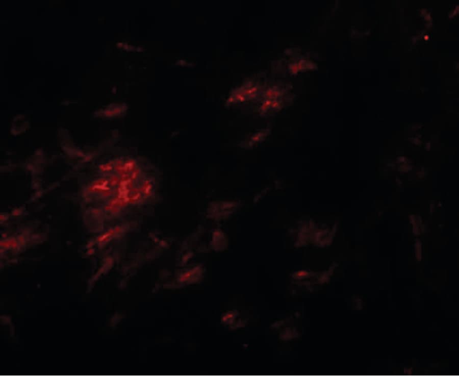 IHC-plus™ SHISA9 Antibody