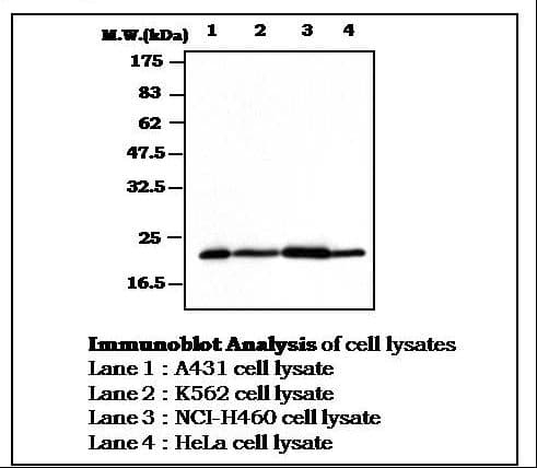 IHC-plus™ BID Antibody