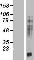 MAP4 Protein (Over-Expression Lysate Myc-DDK (Flag))