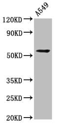 C1orf38 Antibody