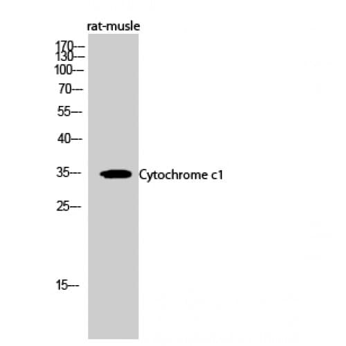 CYC1 / Cytochrome C-1 Antibody (110-190 aa, Internal)