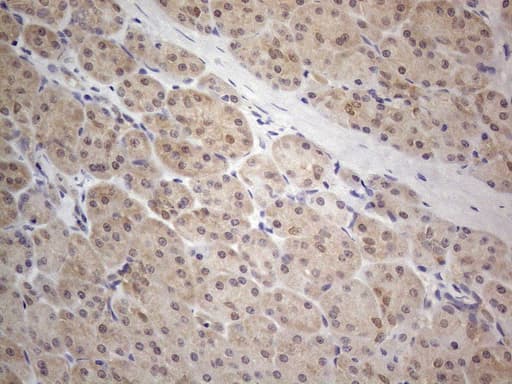 PRMT5 Antibody (aa238-499, clone OTI2H3)