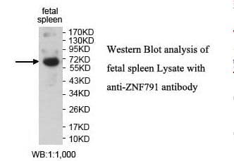 ZNF791 Antibody (aa57-314)