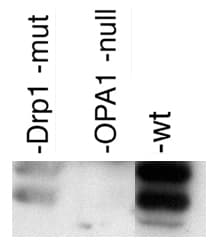 OPA1 Antibody (Internal, Biotin)