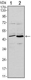 Monoclonal Mouse anti-Human CD86 Antibody (clone 1B3, WB)