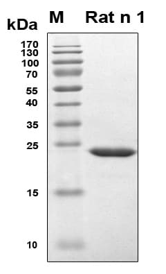 Rat MUP1 / Major Urinary Protein (Recombinant 6His, N-terminus)