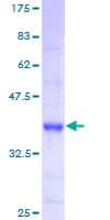 Human PTPRS Protein (Recombinant GST)