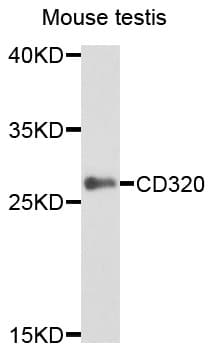 CD320 Antibody