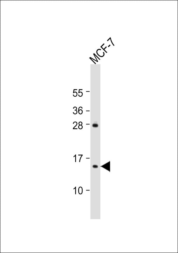 RPS12 / Ribosomal Protein S12 Antibody