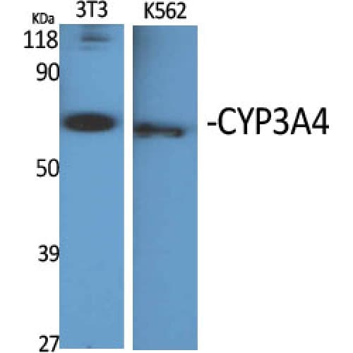 Polyclonal Rabbit anti-Human CYP3A4 / Cytochrome P450 3A4 Antibody (60-140 aa, Internal, IHC, WB)