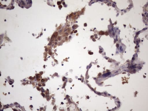 CDC6 Antibody (clone OTI7B12, Carrier-free)
