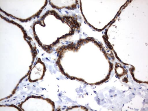 CD44 Antibody (clone UMAB133, Carrier-free)