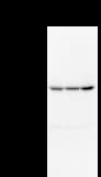 Monoclonal Mouse anti-Human CDC5 / CDC5L Antibody (clone 2136C1a, IF, WB)