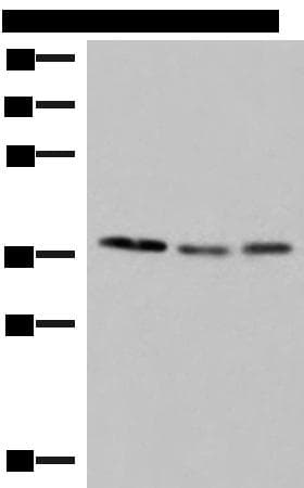 POLR3F Antibody