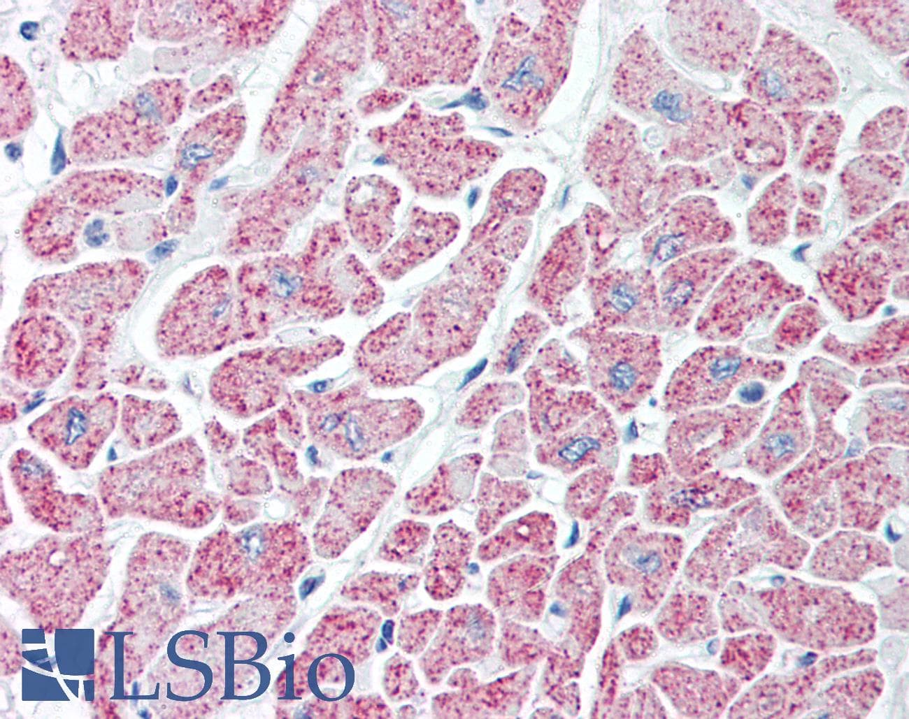 IHC-plus™ Polyclonal Rabbit anti-Pig IDH / Isocitrate Dehydrogenase Antibody (IHC, WB)