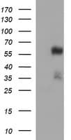 TUBA1B / Tubulin Alpha 1B Antibody (clone OTI3H2)