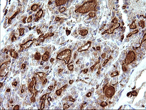 Monoclonal Mouse anti-Human SCAMP2 Antibody (clone OTI1H10, IHC, WB)