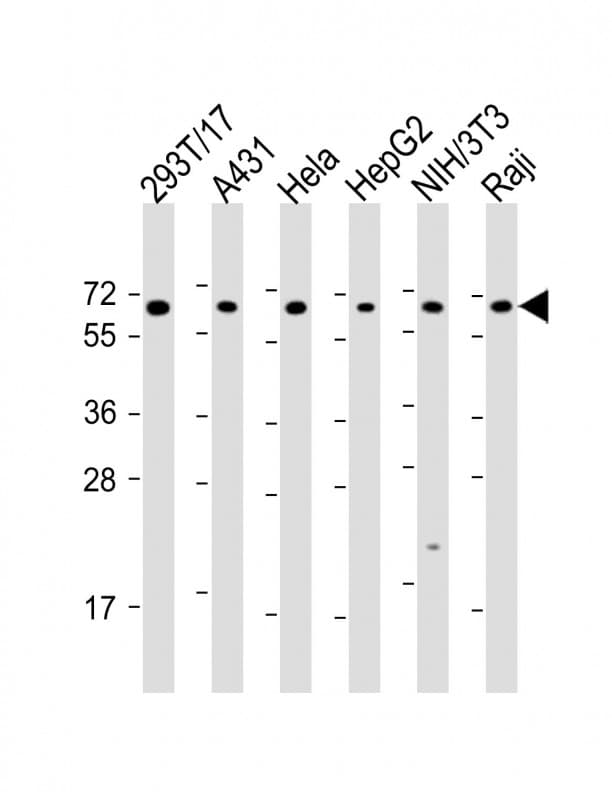 SNW1 / SKIP Antibody (aa464-497)