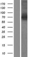 GGA3 Protein (Over-Expression Lysate Myc-DDK (Flag))