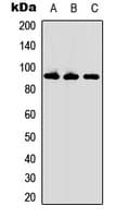 RCS / ARPP-21 Antibody (Internal)