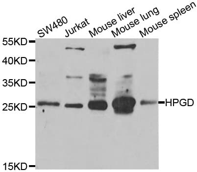 Polyclonal Rabbit anti-Human 15-PGDH / HPGD Antibody (IHC, WB)