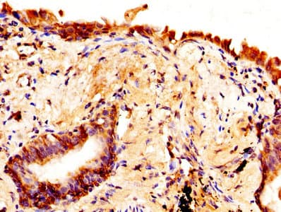 AQP4 / Aquaporin 4 Antibody (aa253-323)