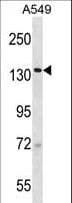 SF3B2 Antibody (aa539-568)