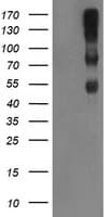 IHC-plus™ Complement C1R Antibody (clone 1F1)