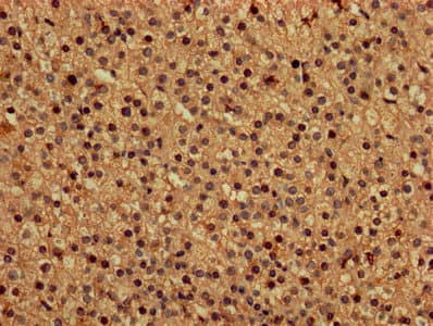 DAP Antibody