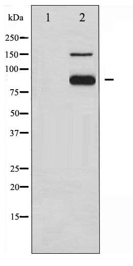 PECAM-1 / CD31 Antibody (phospho-Tyr713)