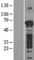 GFOD1 Protein (Over-Expression Lysate Myc-DDK (Flag))