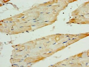 TRF1 / TERF1 Antibody (aa260-439)