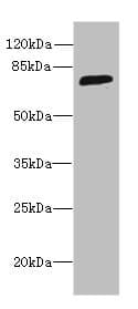SORBS3 / Vinexin Antibody