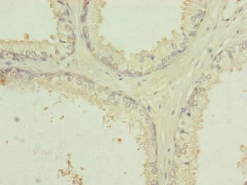 RNF41 Antibody