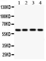 HEXA Antibody (aa513-529)