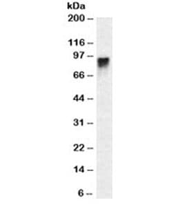 Monoclonal Mouse anti-Human CD44 Antibody (clone DF1485, IHC, IF, WB)