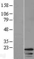 Human HIST1H4H Protein (Over-Expression Lysate Myc-DDK (Flag))