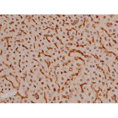 SP1 Antibody (phospho-Thr453)