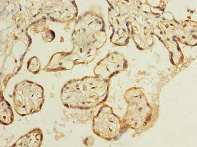C8orf48 Antibody