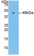 PROC / Protein C Antibody (aa53-445, Biotin)