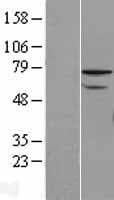 ZNF143 / STAF Protein (Over-Expression Lysate Myc-DDK (Flag))