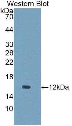 UGCG Antibody (aa39-171, Cy3)