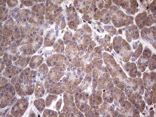 NAB2 Antibody (aa178-442, clone OTI1E12)