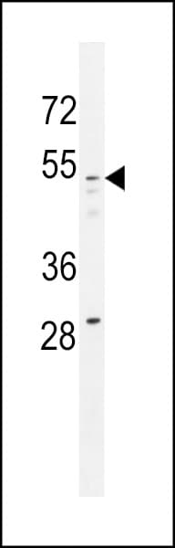 GOLGA8A Antibody (aa129-157)