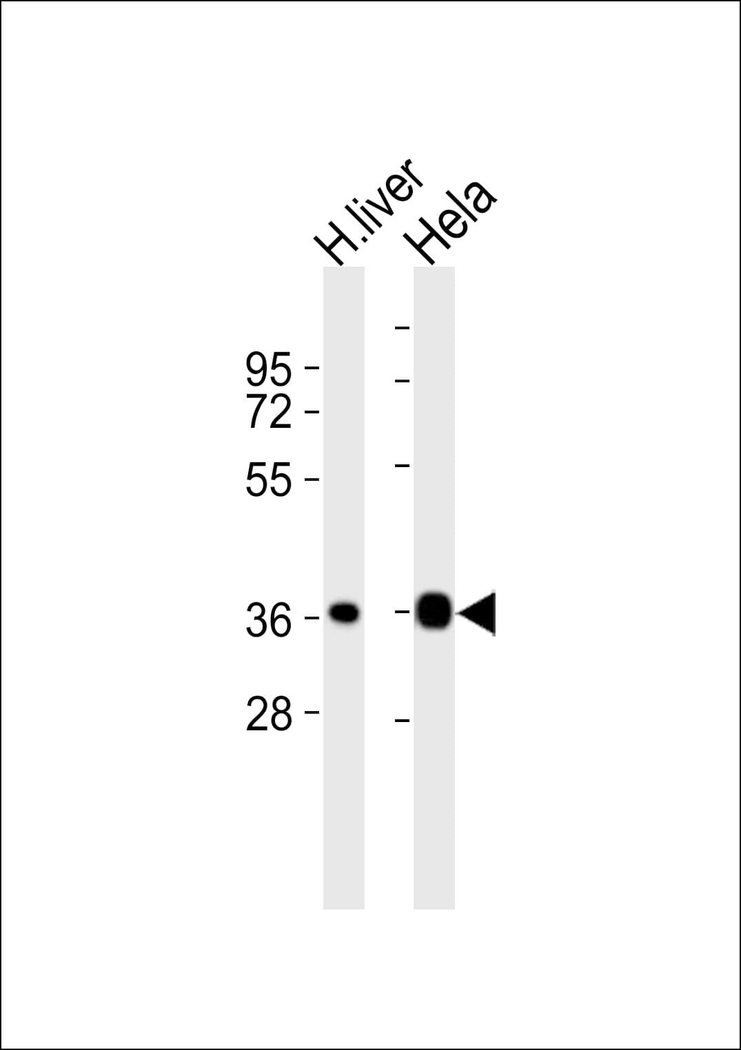Polyclonal Rabbit anti-Human APOF / Apolipoprotein F Antibody (WB)