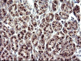ZNF365 Antibody (aa108-407, clone OTI9H5)