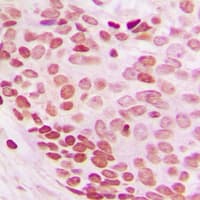 NEDD8 Antibody (N-Terminus)